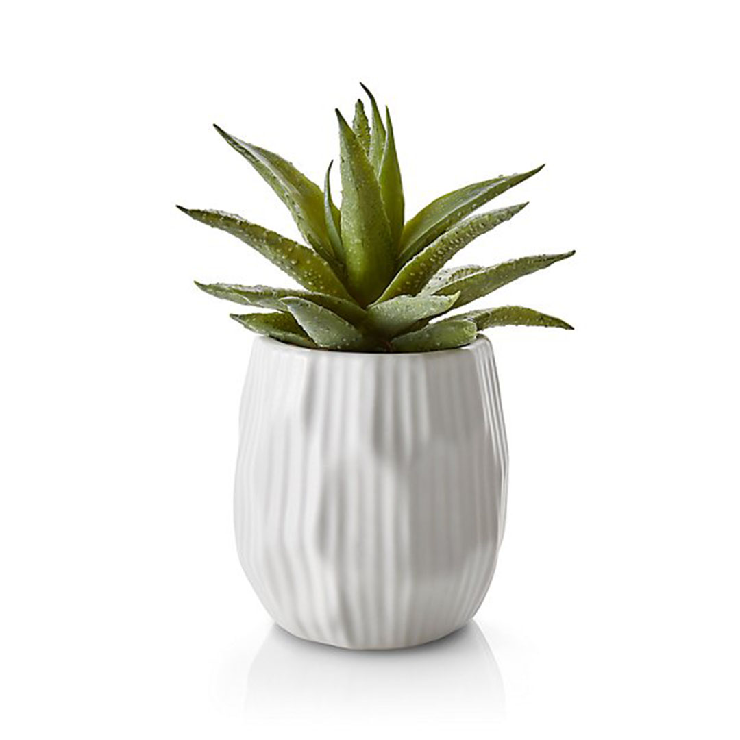 Holiday Gift Idea Plant